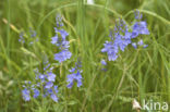 Prostrate Speedwell (Veronica prostrata)