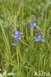 Prostrate Speedwell (Veronica prostrata)