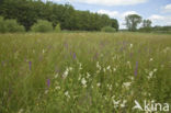 Purple Loosestrife (Lythrum salicaria)