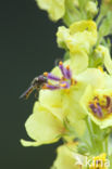 Marmelade Fly (Episyrphus balteatus)