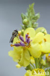 Dark Mullein (Verbascum nigrum)