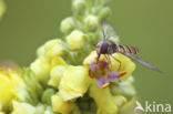 Marmelade Fly (Episyrphus balteatus)