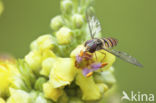 Marmelade Fly (Episyrphus balteatus)