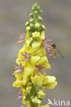 Marmelade Fly (Episyrphus balteatus)