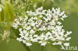 carpet beetle (Anthrenus scrophulariae)