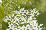 Tapijtkever (Anthrenus scrophulariae)