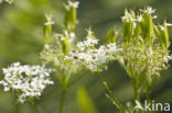 Tapijtkever (Anthrenus scrophulariae)