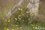 Narrow-leaved Hawkweed (Hieracium umbellatum)