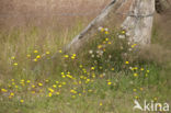 Narrow-leaved Hawkweed (Hieracium umbellatum)