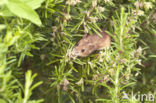 Common Vole (Microtus arvalis)