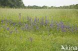 Veldsalie (Salvia pratensis)