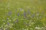 Meadow Clary (Salvia pratensis)