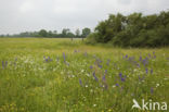 Meadow Clary (Salvia pratensis)