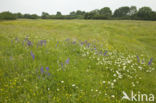 Meadow Clary (Salvia pratensis)