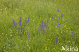Meadow Clary (Salvia pratensis)