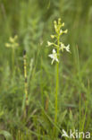 Welriekende nachtorchis (Platanthera bifolia)