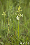 Lesser Butterfly-orchid (Platanthera bifolia)