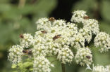 Hogweed (Heracleum sphondylium)