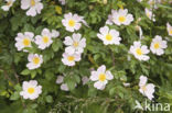 Dog-rose (Rosa canina)