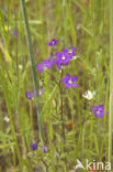 Large Venus s-looking-glass (Legousia speculum-veneris)