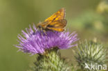 Groot dikkopje (Ochlodes faunus)