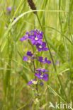 Large Venus s-looking-glass (Legousia speculum-veneris)