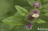 Bruine groenuil (Anaplectoides prasina)