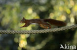 Red Squirrel (Sciurus vulgaris)