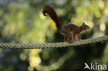 Red Squirrel (Sciurus vulgaris)