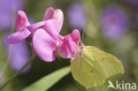 Citroenvlinder (Gonepteryx rhamni)