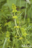 Geel walstro (Galium verum)