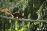 Red Squirrel (Sciurus vulgaris)