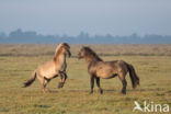 Konik horse (Equus spp)