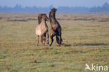 Konik horse (Equus spp)