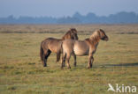 Konik horse (Equus spp)