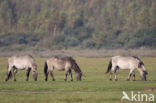 Konik horse (Equus spp)