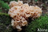 Bruine trilzwam (Tremella foliacea)