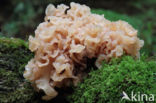 Bruine trilzwam (Tremella foliacea)