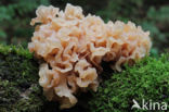 Bruine trilzwam (Tremella foliacea)