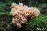 Bruine trilzwam (Tremella foliacea)