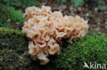 Bruine trilzwam (Tremella foliacea)