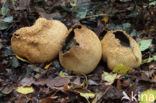 Gele aardappelbovist (Scleroderma citrinum)