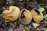 Common Earthball (Scleroderma citrinum)