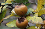 Medlar (Mespilus germanica)