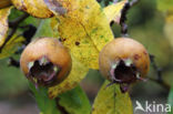 Medlar (Mespilus germanica)