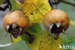 Medlar (Mespilus germanica)