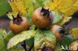 Medlar (Mespilus germanica)