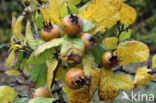 Medlar (Mespilus germanica)