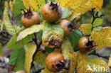 Medlar (Mespilus germanica)