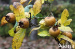 Medlar (Mespilus germanica)